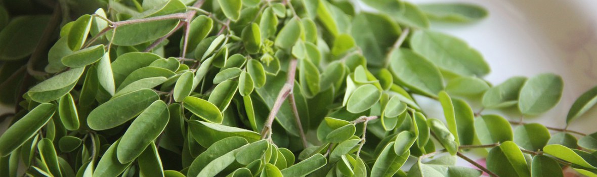 Wieczne drzewo moringa i jego właściwości zdrowotne