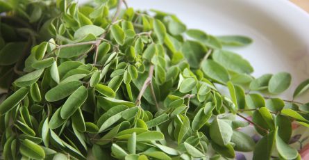 Wieczne drzewo moringa i jego właściwości zdrowotne